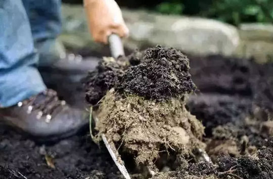 菌肥如何施用才正確